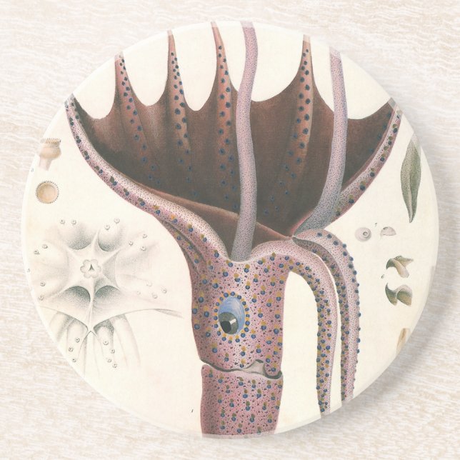 Umbrella Squid, Vintage Marine Life Animals Coaster (Front)