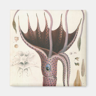 Umbrella Squid, Vintage Marine Life Animals Magnet