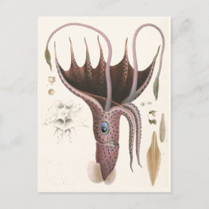 Umbrella Squid, Vintage Marine Life Animals Postcard