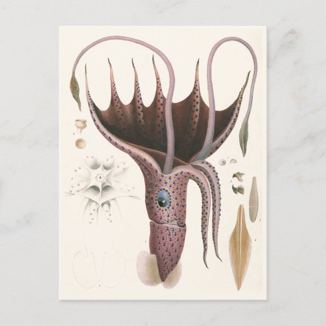 Umbrella Squid, Vintage Marine Life Animals Postcard (Front)