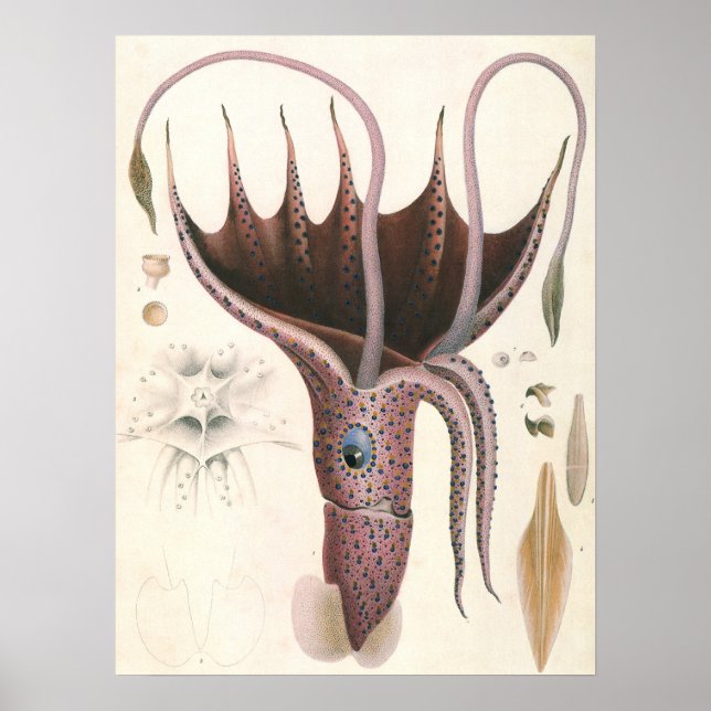 Umbrella Squid, Vintage Marine Life Animals Poster (Front)