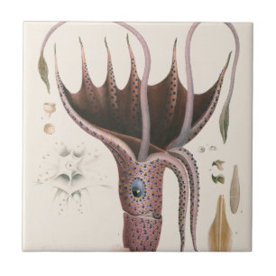Umbrella Squid, Vintage Marine Life Animals Tile
