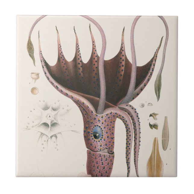 Umbrella Squid, Vintage Marine Life Animals Tile (Front)