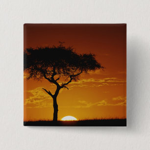 Umbrella Thorn Acacia, Acacia tortilis, 15 Cm Square Badge