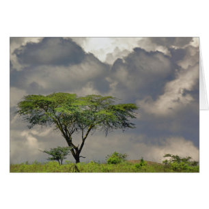 Umbrella Thorn Acacia, Acacia tortilis, and 2