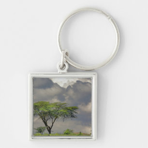 Umbrella Thorn Acacia, Acacia tortilis, and 2 Key Ring