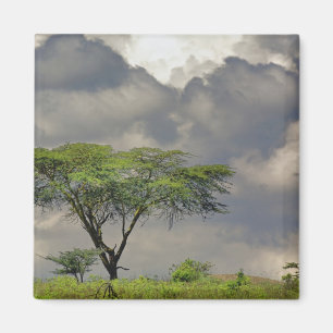 Umbrella Thorn Acacia, Acacia tortilis, and 2 Magnet
