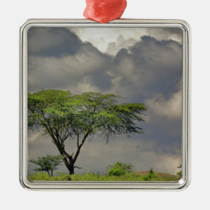 Umbrella Thorn Acacia, Acacia tortilis, and 2 Metal Tree Decoration