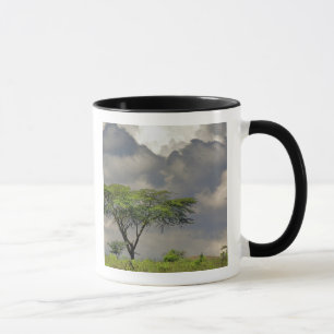 Umbrella Thorn Acacia, Acacia tortilis, and 2 Mug
