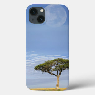 Umbrella Thorn Acacia, Acacia tortilis, and iPhone 13 Case