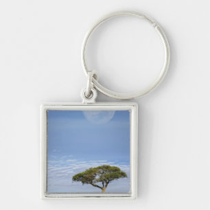 Umbrella Thorn Acacia, Acacia tortilis, and Key Ring