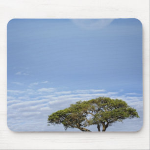 Umbrella Thorn Acacia, Acacia tortilis, and Mouse Mat