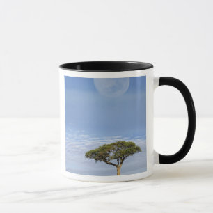 Umbrella Thorn Acacia, Acacia tortilis, and Mug