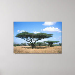 Umbrella Thorn Acacia (Acacia tortilis), Mkuze Canvas Print