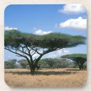 Umbrella Thorn Acacia (Acacia tortilis), Mkuze Coaster