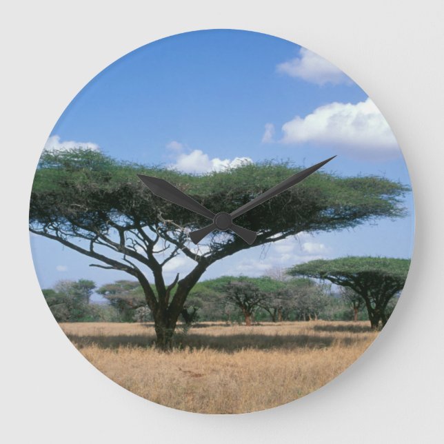 Umbrella Thorn Acacia (Acacia tortilis), Mkuze Large Clock (Front)