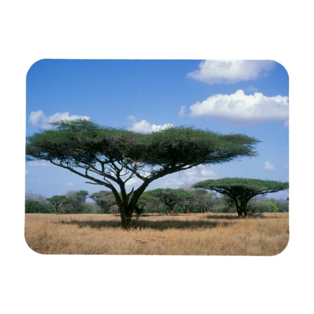 Umbrella Thorn Acacia (Acacia tortilis), Mkuze Magnet (Horizontal)