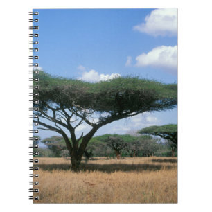 Umbrella Thorn Acacia (Acacia tortilis), Mkuze Notebook
