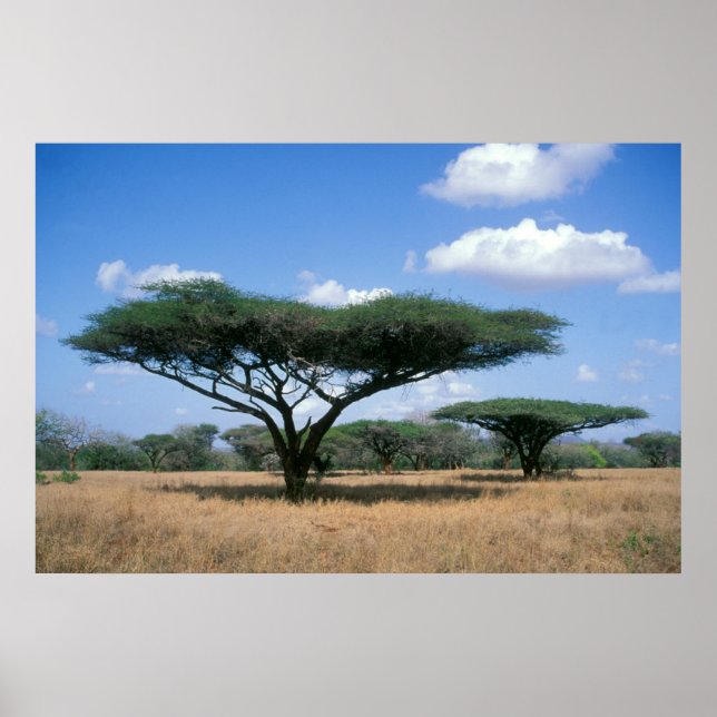 Umbrella Thorn Acacia (Acacia tortilis), Mkuze Poster (Front)