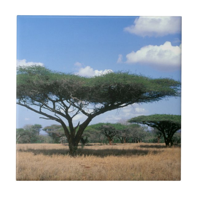 Umbrella Thorn Acacia (Acacia tortilis), Mkuze Tile (Front)