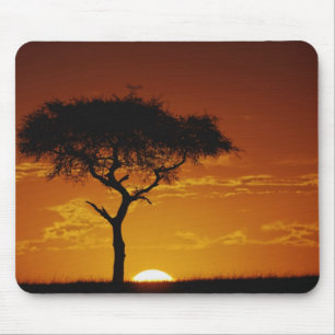 Umbrella Thorn Acacia, Acacia tortilis, Mouse Mat