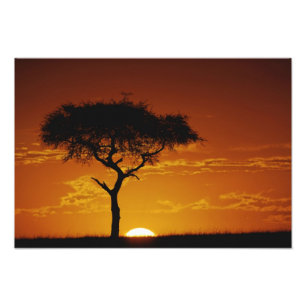 Umbrella Thorn Acacia, Acacia tortilis, Photo Print
