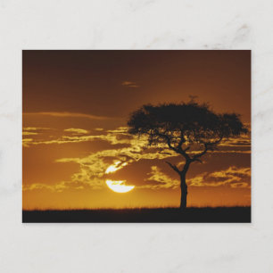 Umbrella Thorn Acacia, Acacia tortilis, Postcard