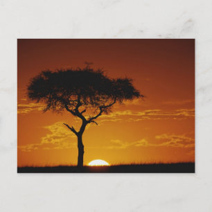 Umbrella Thorn Acacia, Acacia tortilis, Postcard