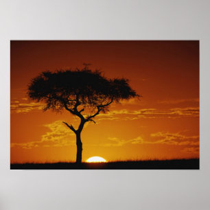 Umbrella Thorn Acacia, Acacia tortilis, Poster