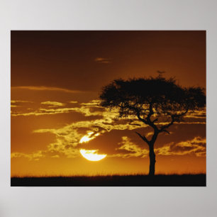 Umbrella Thorn Acacia, Acacia tortilis, Poster
