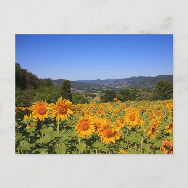 Umbrian Countryside Postcard (Front)