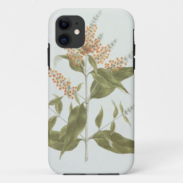 Umtar (Buddleia polystachya) (w/c over graphite on Case-Mate iPhone Case (Back)