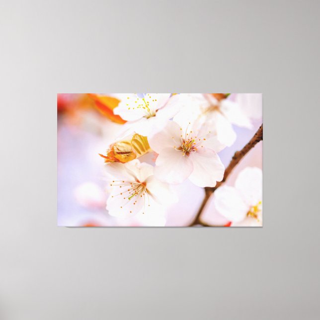 Unbelievable Beauty Of Sakura Flowers In Spring Canvas Print (Front)