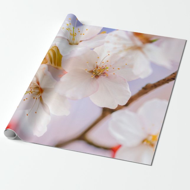 Unbelievable Beauty Of Sakura Flowers Wrapping Paper (Unrolled)