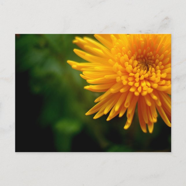 Uncommonly Beautiful postcard (mum) (Front)