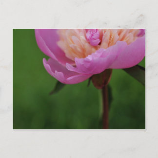Uncommonly Beautiful postcard (peony)