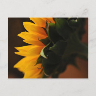 Uncommonly Beautiful postcard (sunflower)
