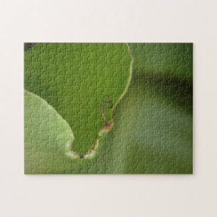 Uncurling New Green Banana Leaf Color Photo Jigsaw Puzzle