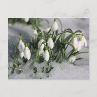 undefined postcard