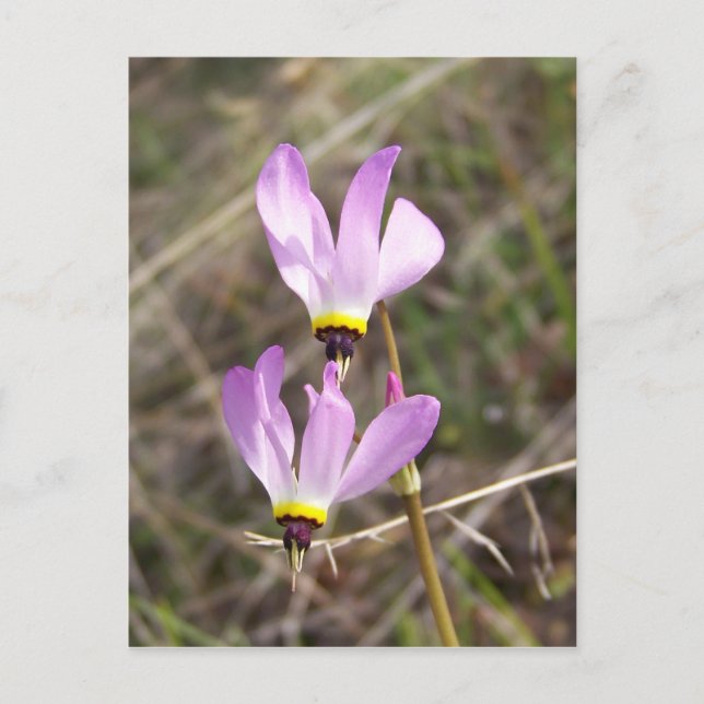 undefined postcard (Front)