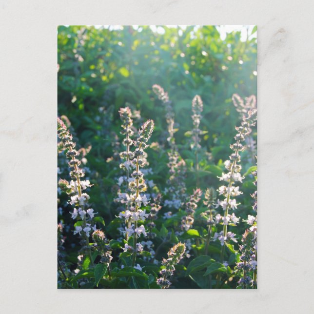 undefined postcard (Front)