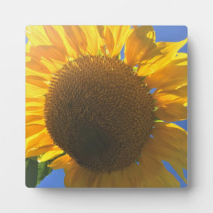 Under a Sunflower Plaque