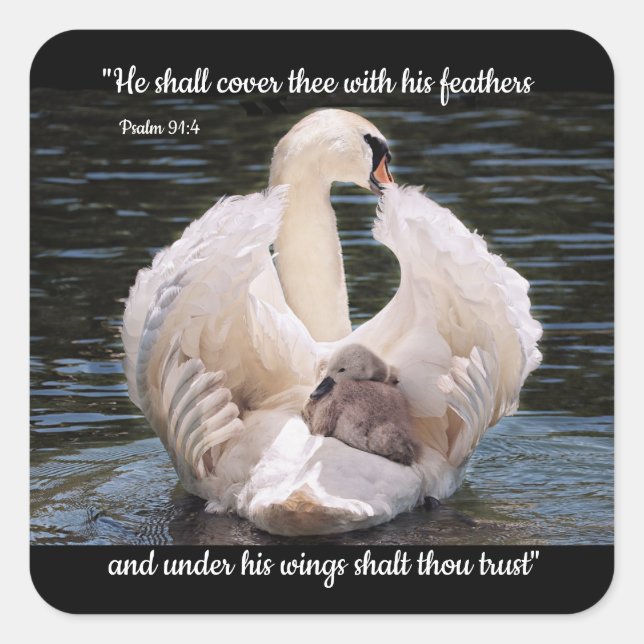 Under His Wings swan carrying cygnet  Square Sticker (Front)