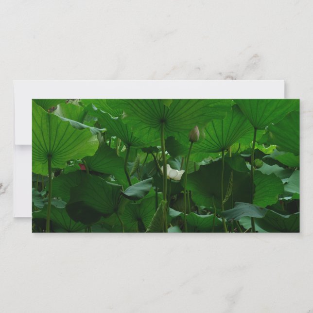 Under the Lotus Leaves (Front)