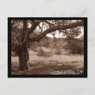 Under the Oaks Postcard