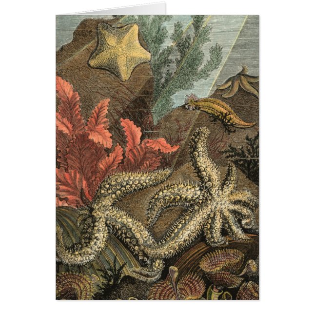 Under the Sea (Front)