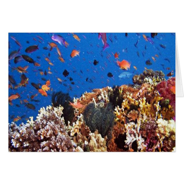 Under the sea aquatic fish scenes (Front Horizontal)