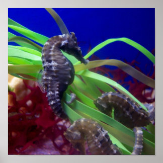 Under the Sea (Horse) Poster