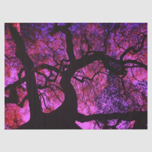 Under the Tree in Pink and Purple Tissue Paper