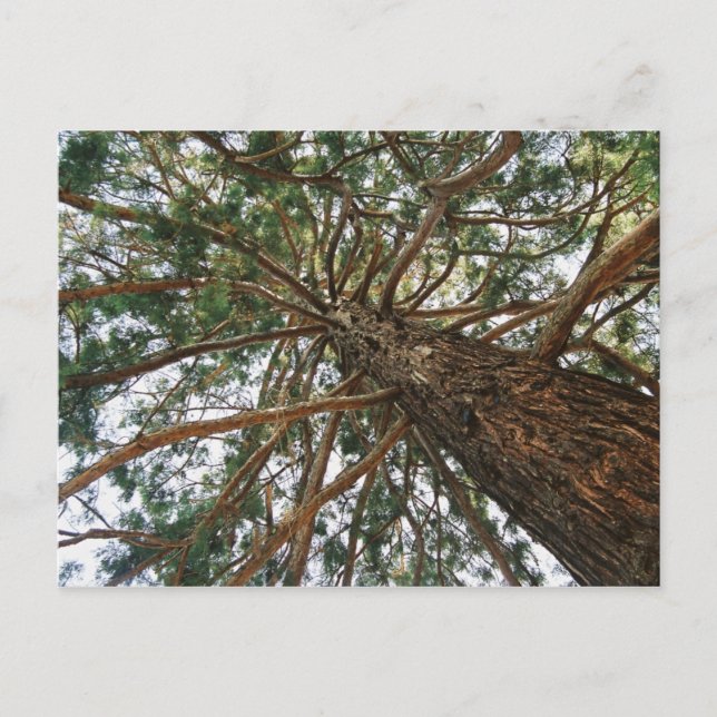 Under the tree postcard (Front)